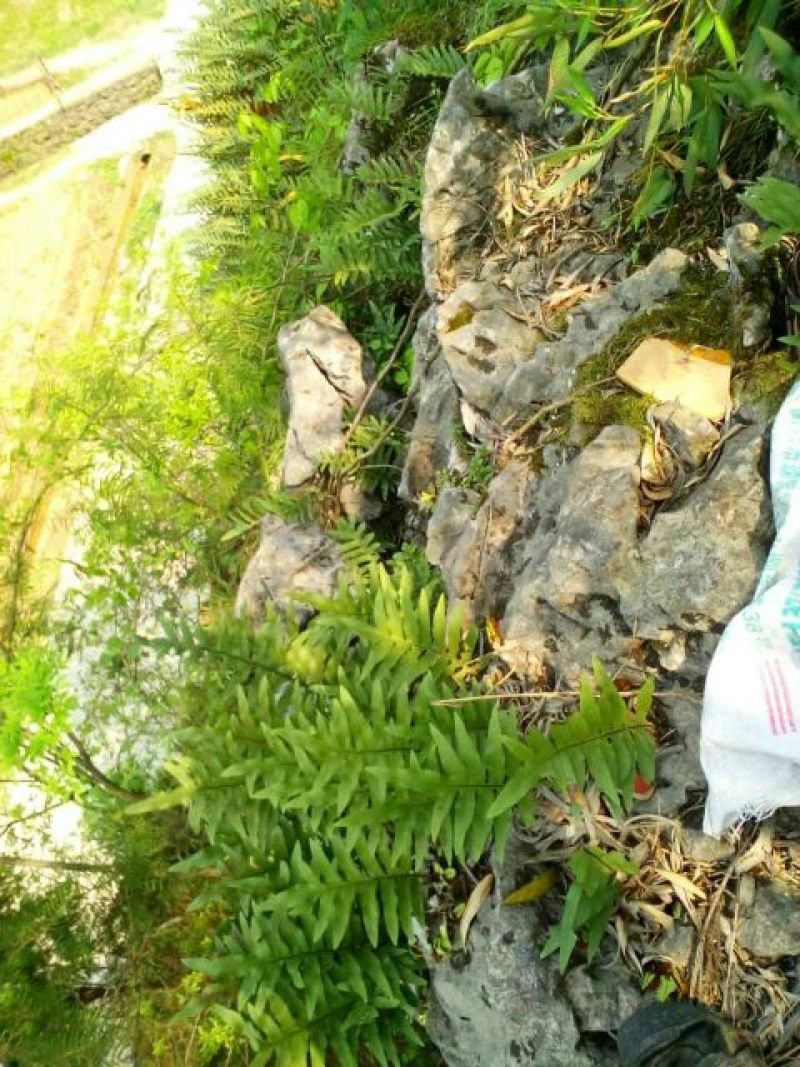 大叶骨碎补野生干货统个，鲜货