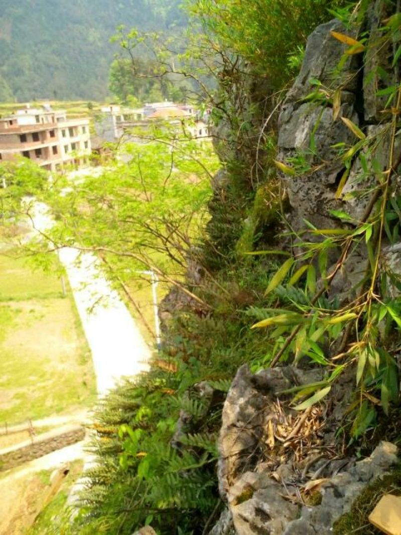 大叶骨碎补野生干货统个，鲜货