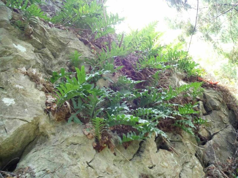 大叶骨碎补野生干货统个，鲜货