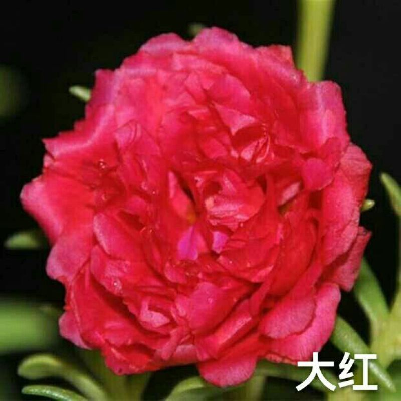 太阳花，耐热，15种花色包邮.广东省德庆县产地直供。