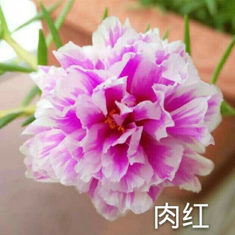 太阳花，耐热，15种花色包邮.广东省德庆县产地直供。