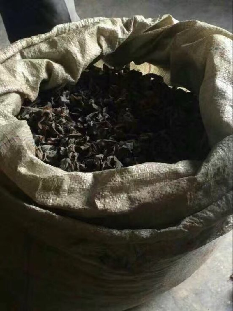 黑木耳椴树青杠木黑木耳