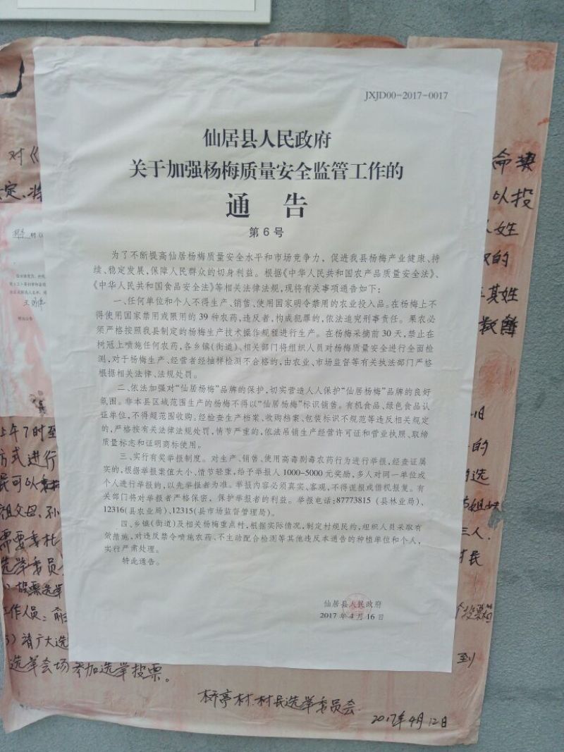 东魁杨梅4~5cm