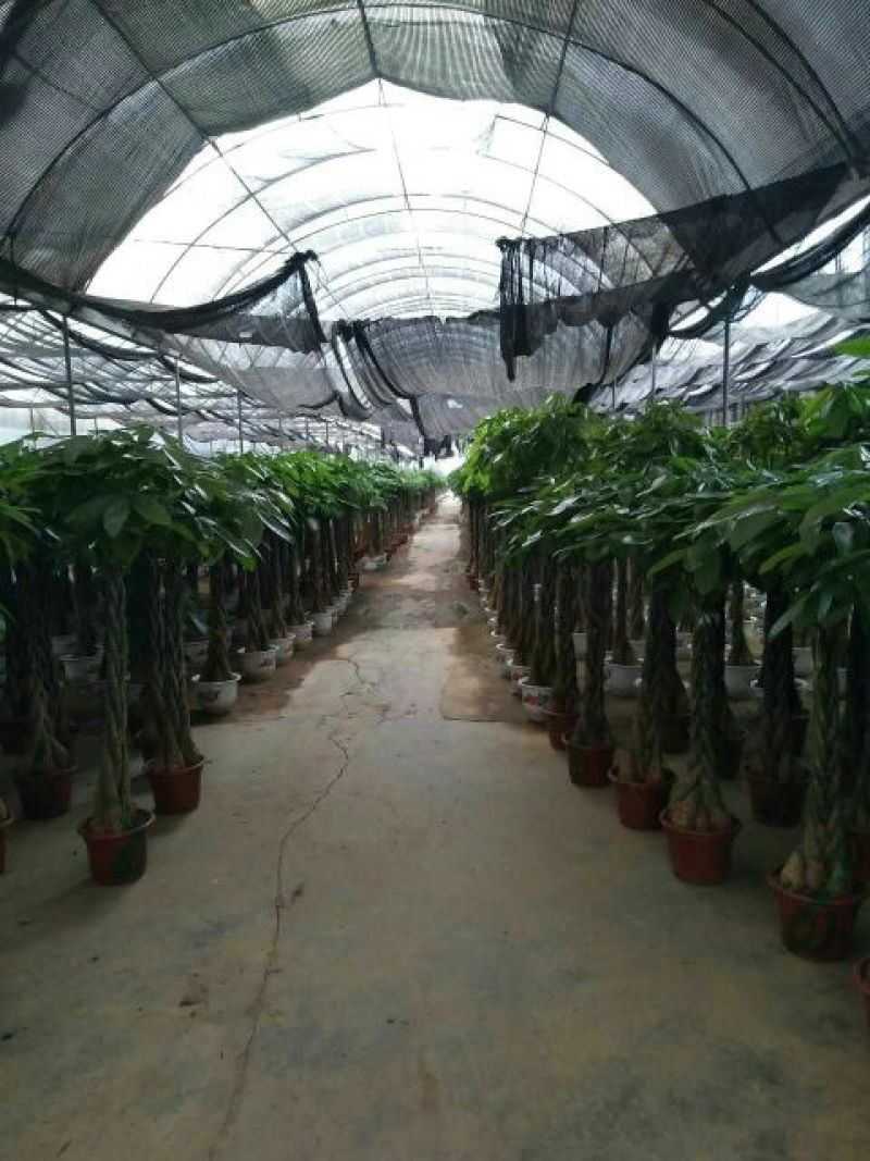 发财树裸根不带土
