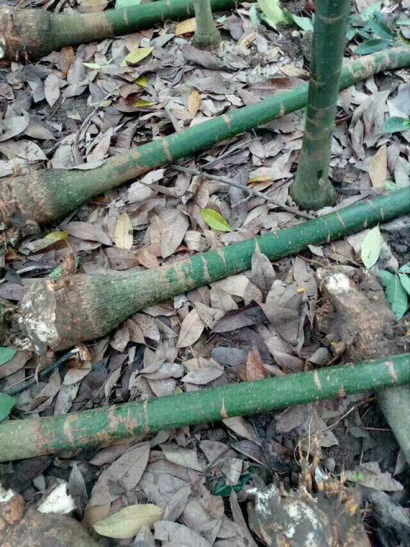发财树裸根不带土
