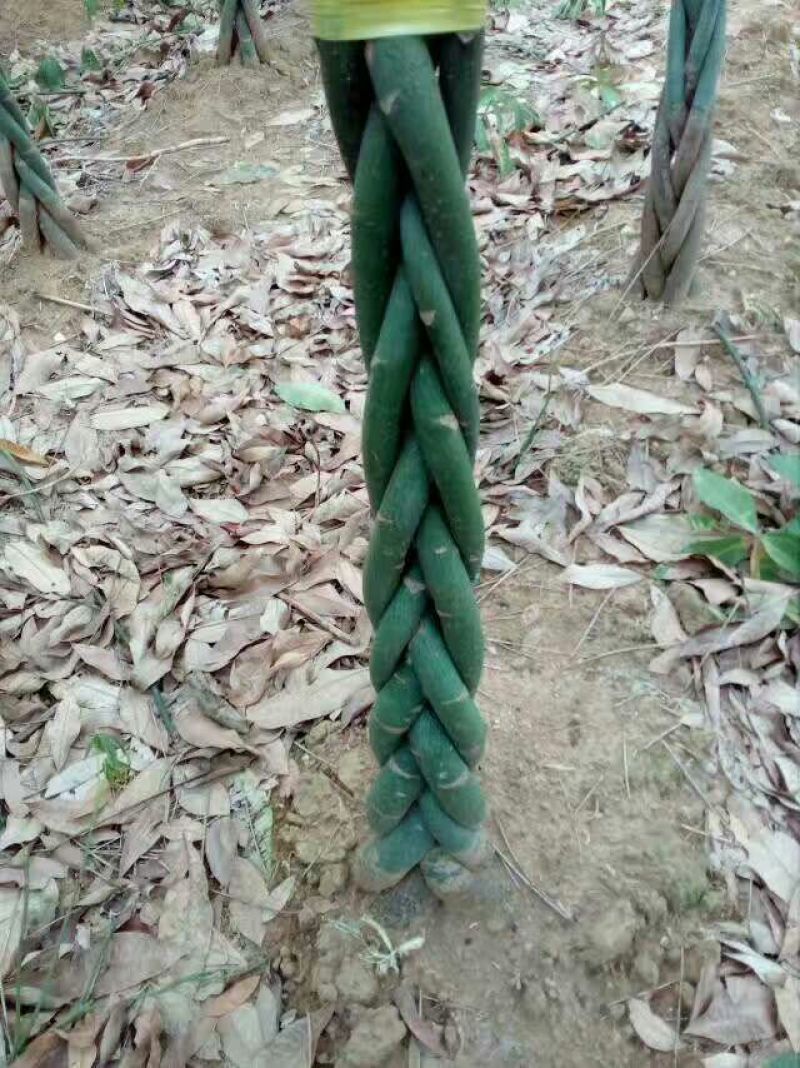 发财树裸根不带土