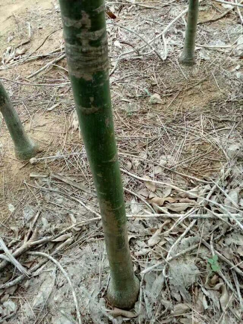 发财树裸根不带土