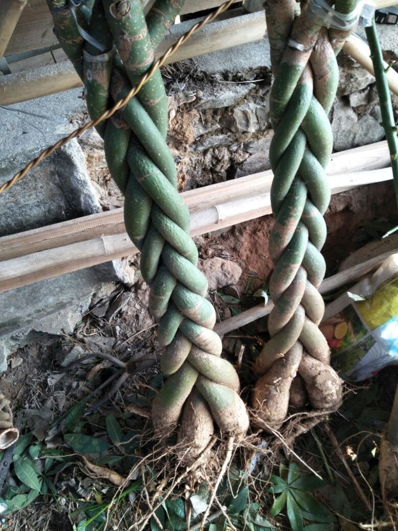 发财树裸根不带土