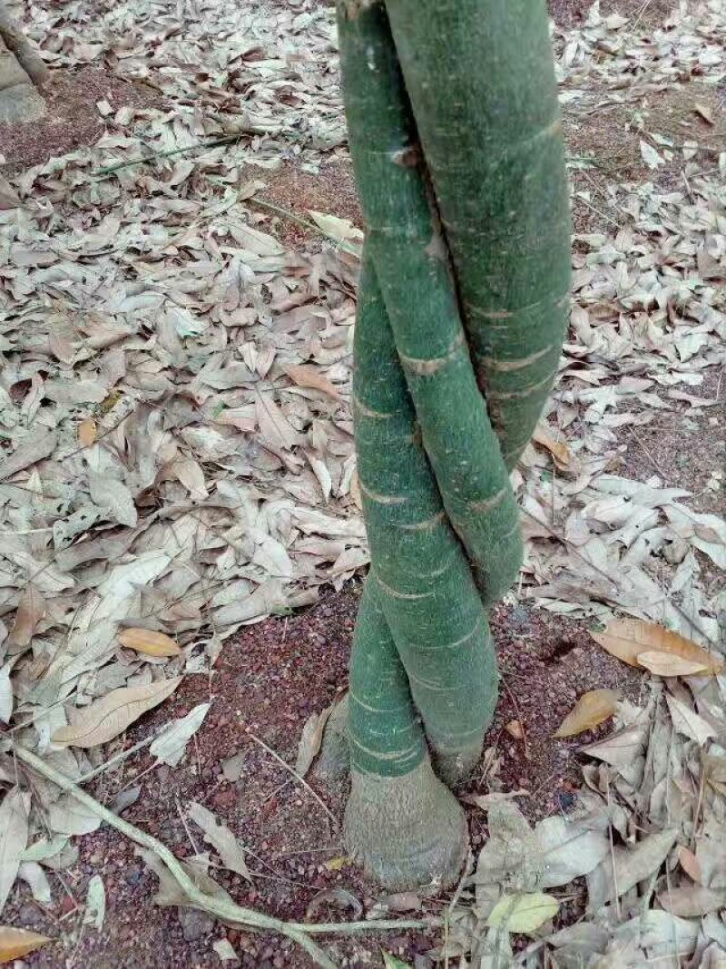 发财树裸根不带土