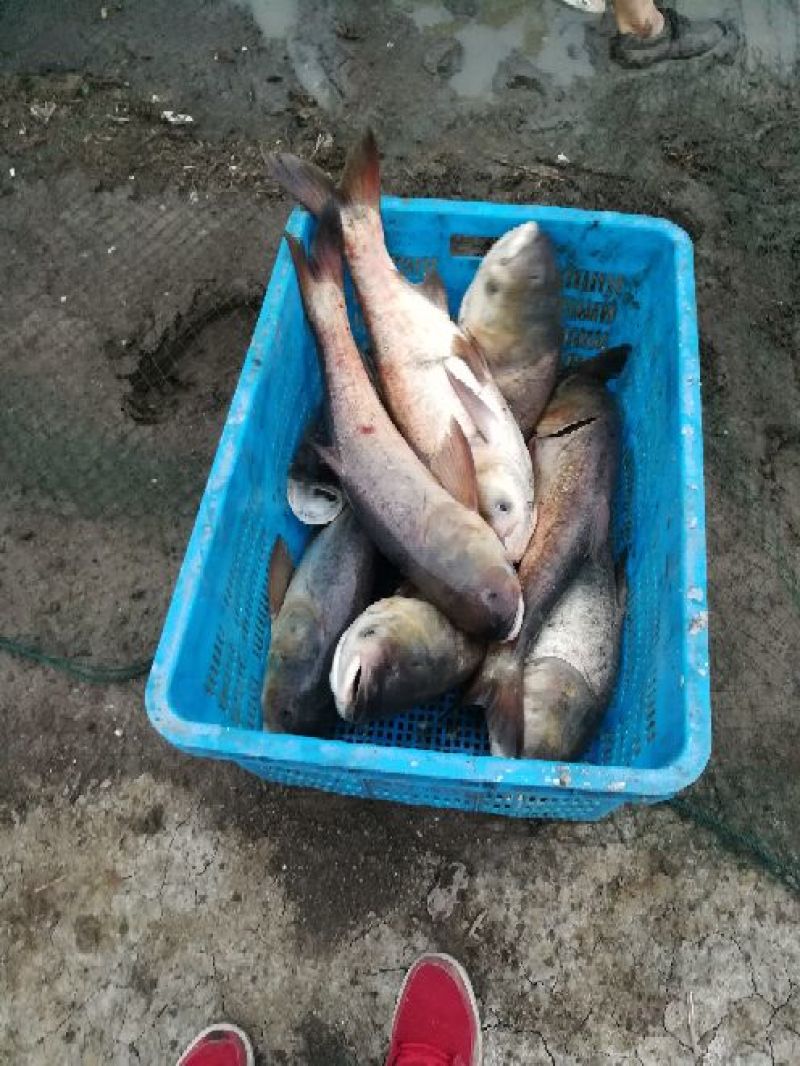花白鲢食用活鱼