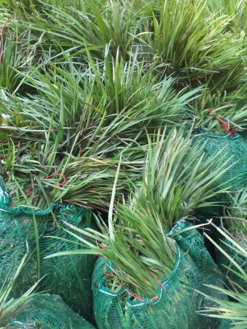 18公分高麦冬草现货随时起苗含土量少供货稳定