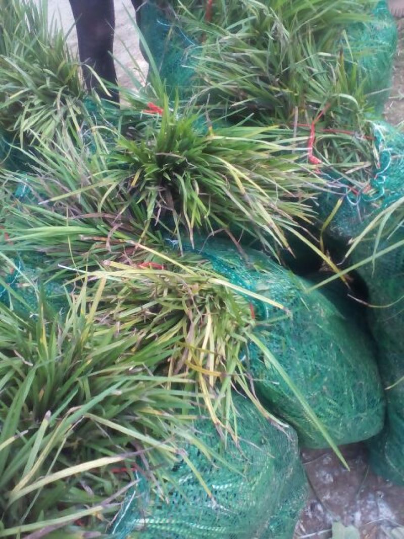 18公分高麦冬草现货随时起苗含土量少供货稳定