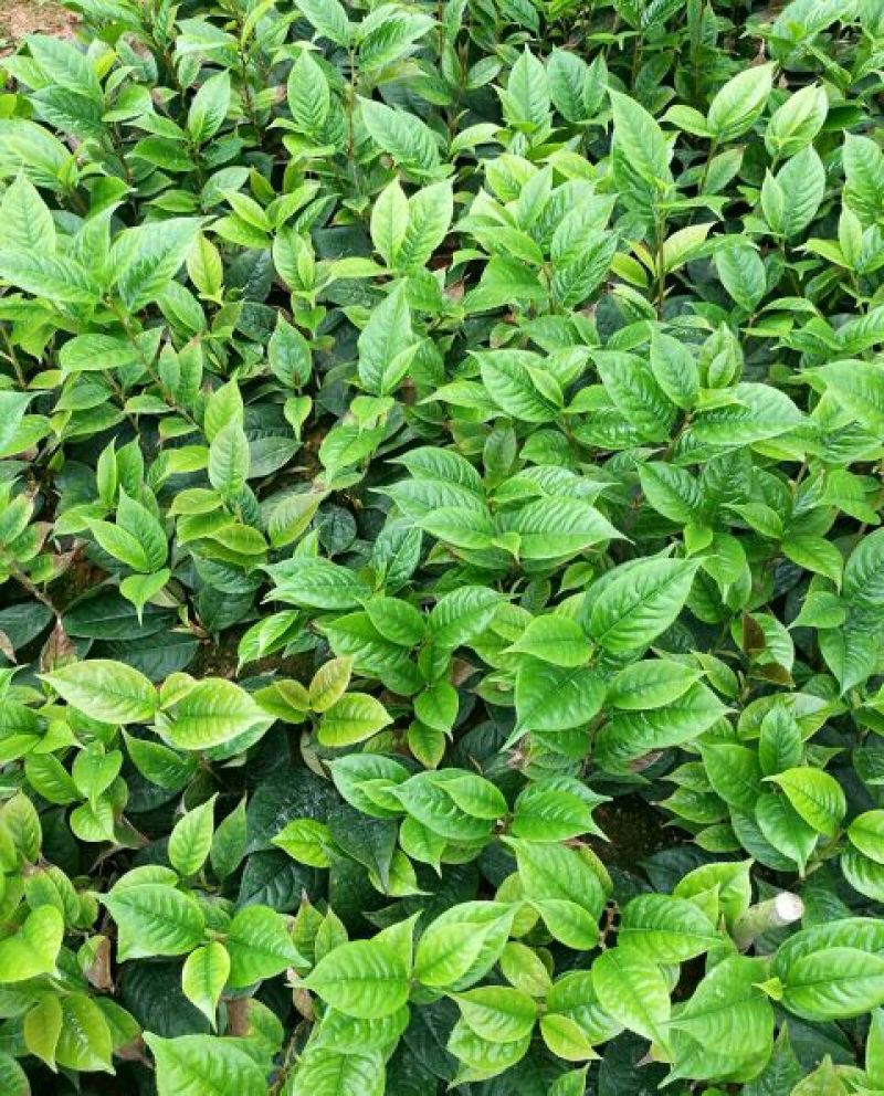 金花茶树苗