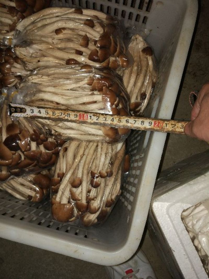 黄茶树菇16cm