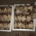 黄茶树菇16cm