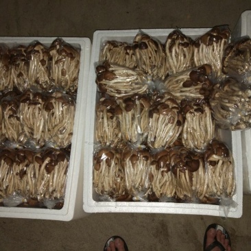 黄茶树菇16cm
