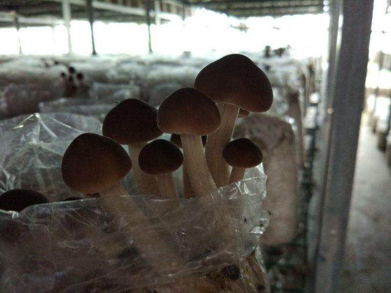 黄茶树菇16cm