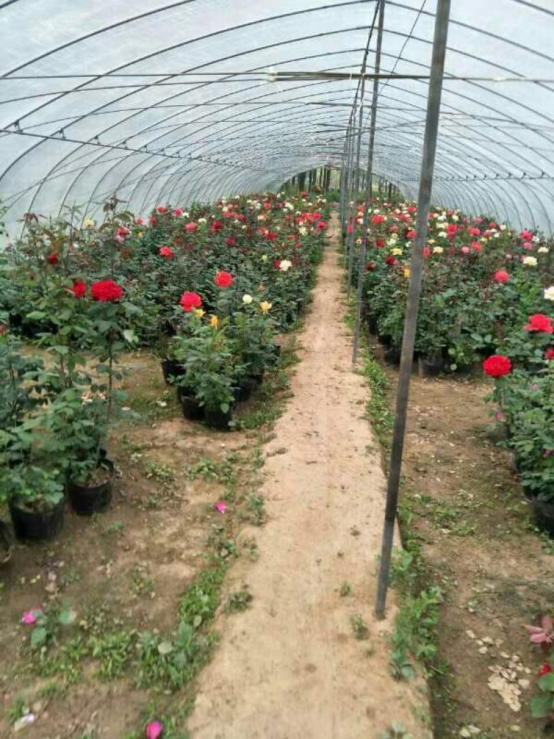 大花月季10~20cm设计施工，效果图施工图