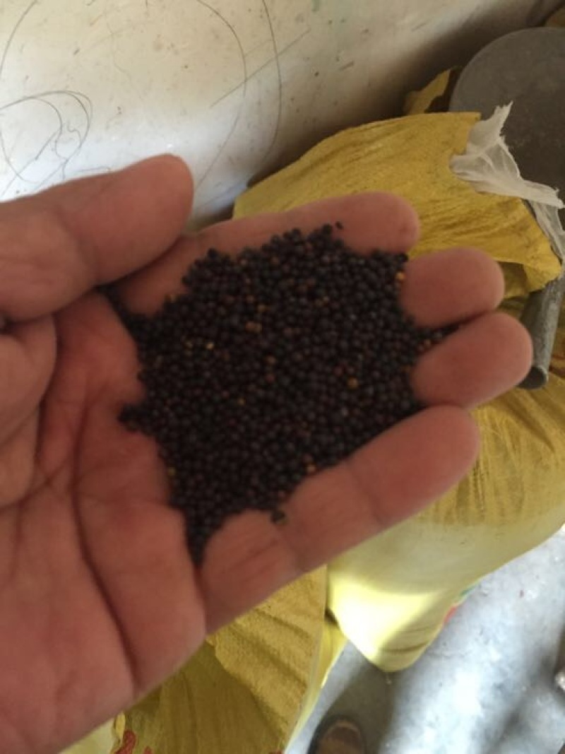 油菜籽