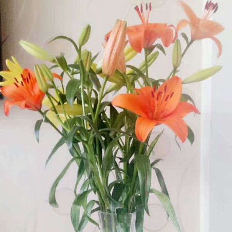 百合鲜切花3~4凌源鲜花长年批发