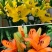 百合鲜切花3~4凌源鲜花长年批发