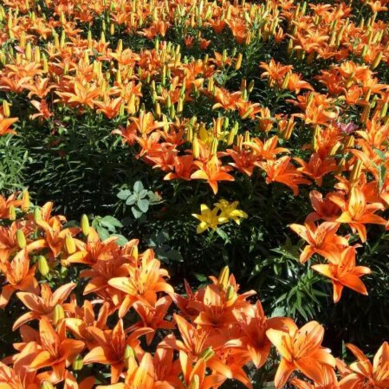 百合鲜切花3~4凌源鲜花长年批发