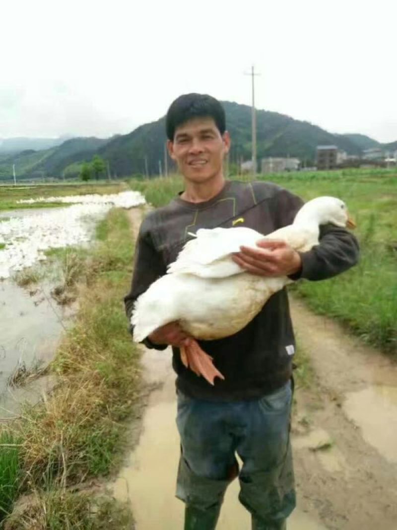 鹅苗250g以下