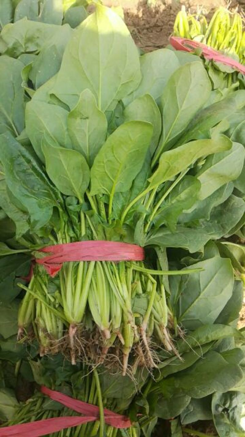 大叶菠菜20~25厘米
