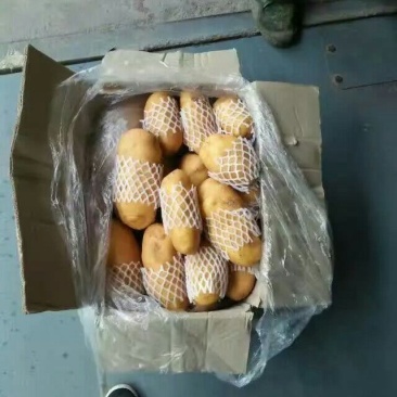 供应肥城新荷兰十五土豆(土豆个头大产量高)