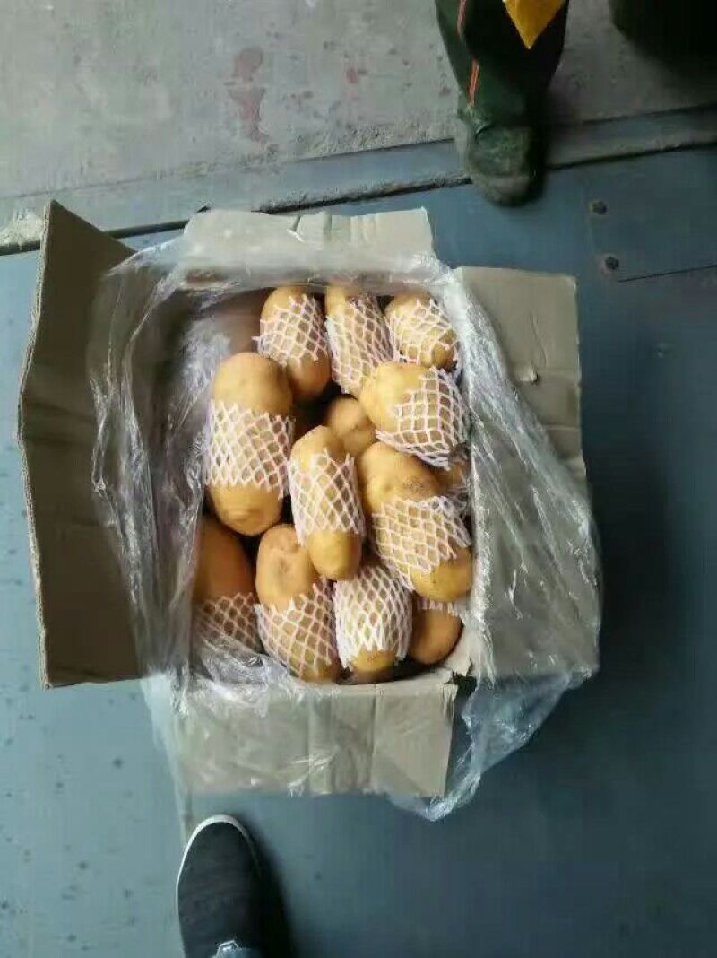 供应肥城新荷兰十五土豆(土豆个头大产量高)