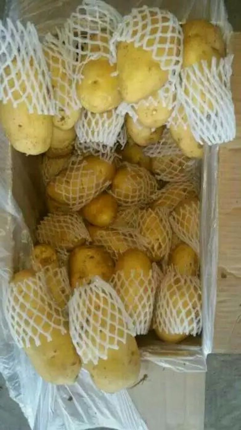 供应肥城新荷兰十五土豆(土豆个头大产量高)