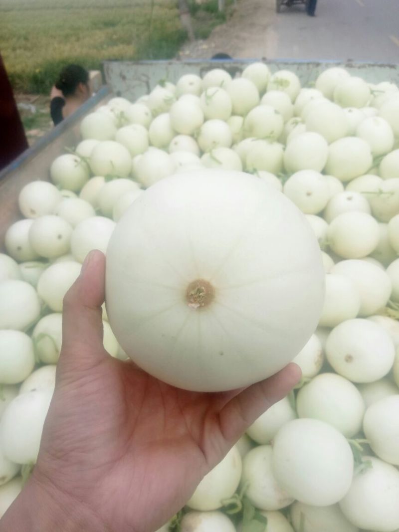 白皮甜瓜批发，陕西甜瓜产地，大棚甜瓜基地