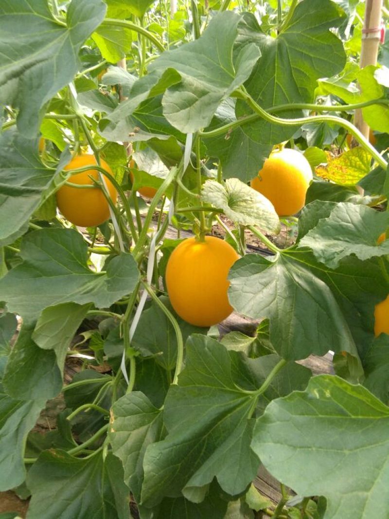 久红瑞甜瓜2斤以上