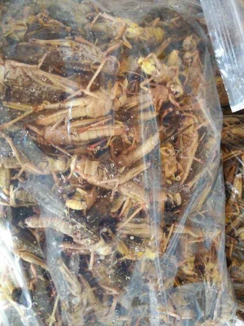 蝗虫食用