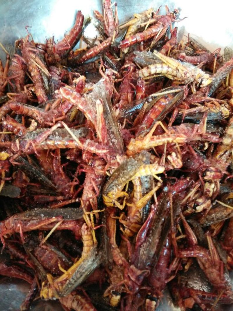 蝗虫食用