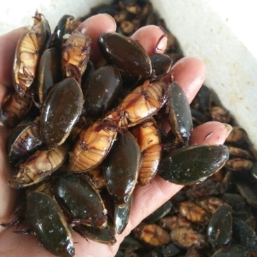 龙虱