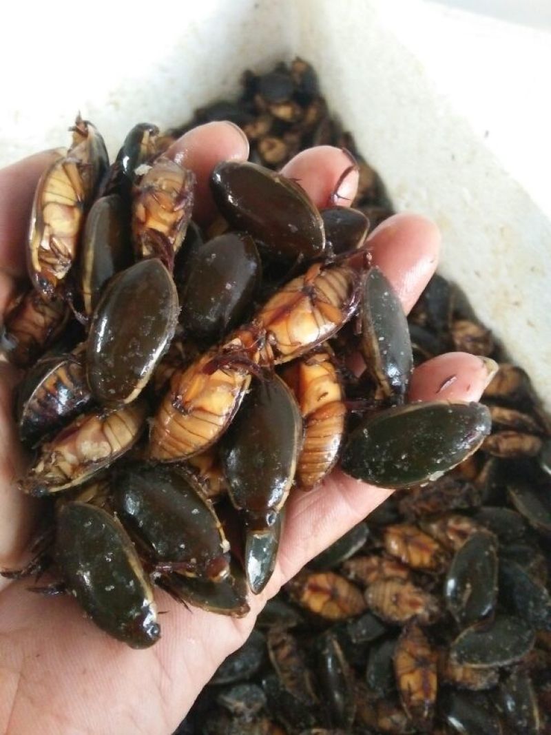 龙虱