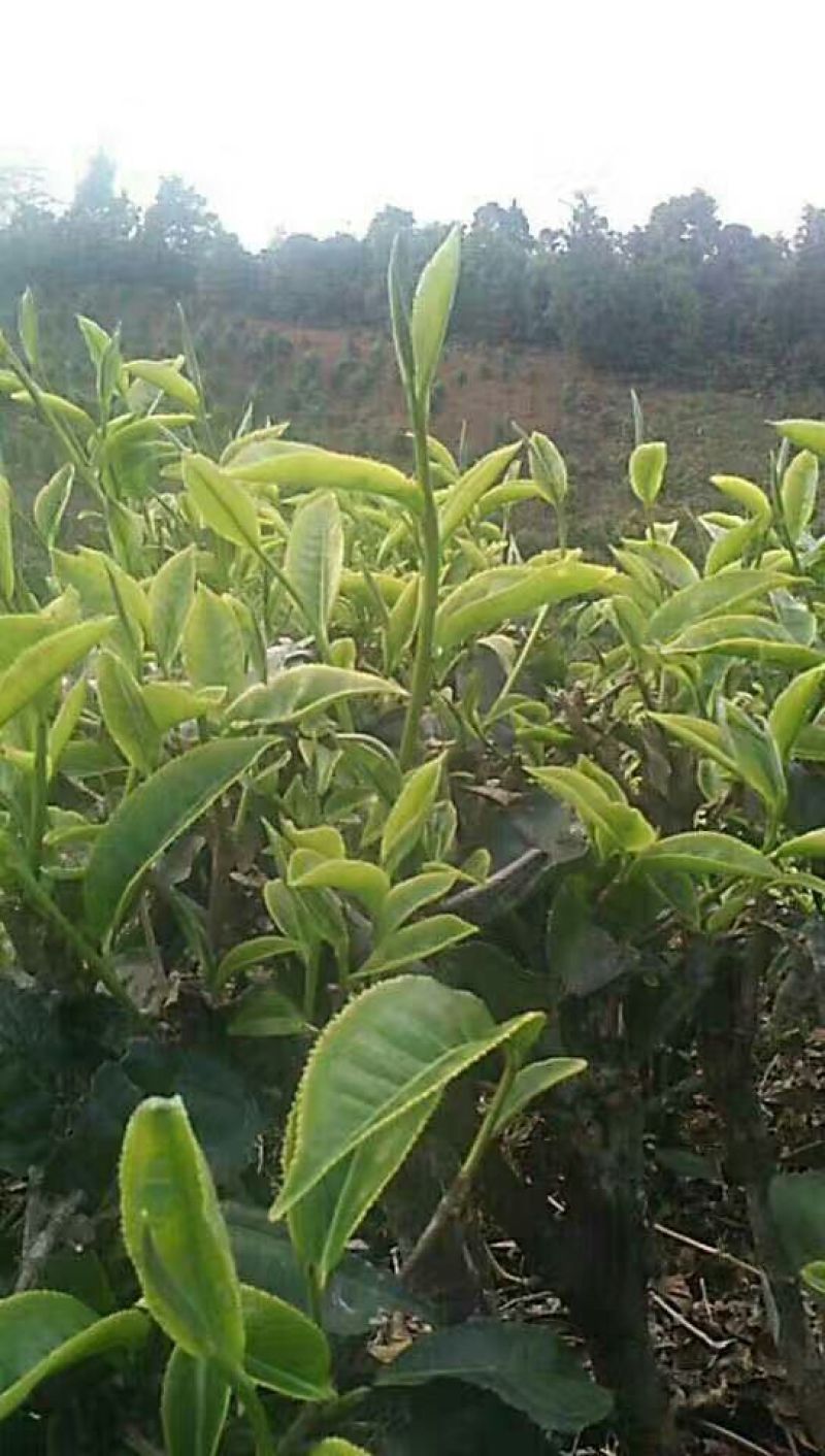 普洱茶一级