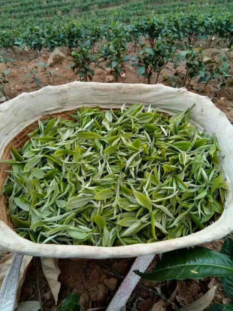 普洱茶一级