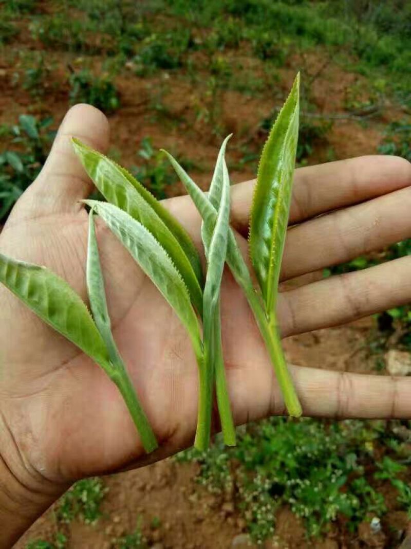 普洱茶一级