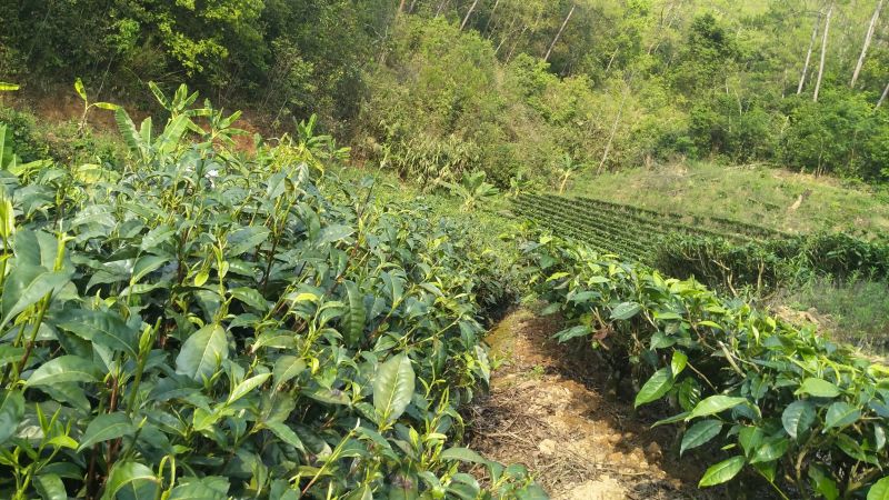 普洱茶一级