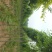 榆树12~14cm12~14cm3~3.5m