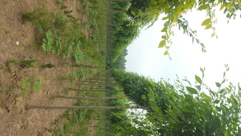 榆树12~14cm12~14cm3~3.5m