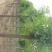 榆树12~14cm12~14cm3~3.5m