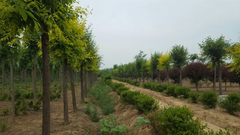 榆树12~14cm12~14cm3~3.5m