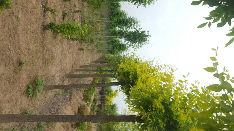 榆树12~14cm12~14cm3~3.5m