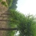榆树12~14cm12~14cm3~3.5m