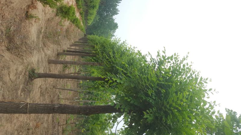 榆树12~14cm12~14cm3~3.5m
