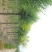 榆树12~14cm12~14cm3~3.5m