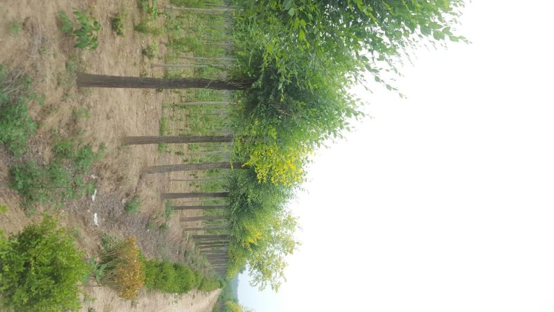 榆树12~14cm12~14cm3~3.5m